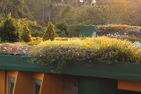 A Lush Green Rooftop Garden Bathed in Beautiful Golden Light During the Evening Hoursの写真素材