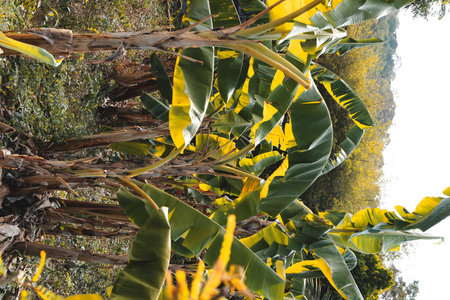 A Beautiful and Lush Banana Plantation Filled with Vibrant and Striking Yellow Leavesの写真素材