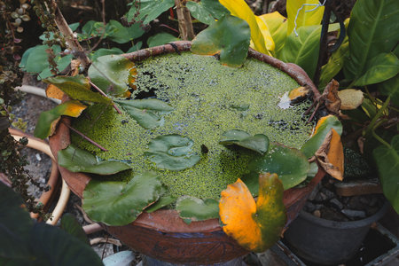 A serene water dish embodying natural debris showcases a tranquil sceneの写真素材