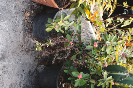 Lush and Vibrant Garden Plants Displayed in Elegant Black Pots for a Stunning Lookの写真素材