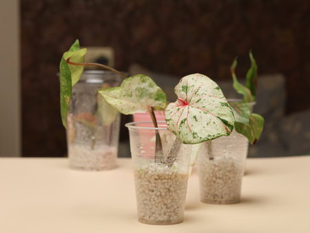 Indoor Plant Propagation Using Cups Filled with Pearl Soil for Improved Growth and Aestheticsの写真素材