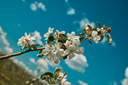A Beautiful Blooming Apple Tree Blossoms Gracefully Under a Bright Blue Sky Above