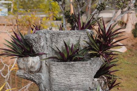 An Artistic and Creative Planter Display Featuring Colorful Tropical Plants in a Unique Stone Designの写真素材