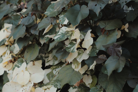 Variegated Green and Cream Leaves offer Beautiful Textures, Perfect for Natural Aesthetics