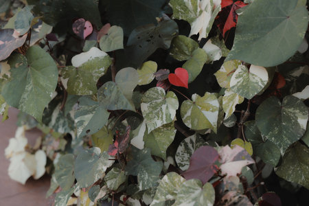 The vibrant and lush green ivy leaves exhibit a stunning array of colorful variegation patternsの写真素材