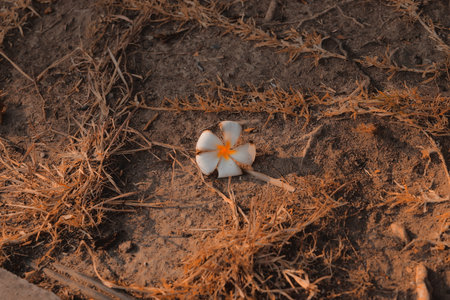 A single, Solitary Flower blooming beautifully on Dry and arid Ground, stands aloneの写真素材