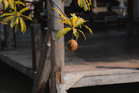 A solitary fruit gracefully hanging from a tree branch, positioned close to a calm body of waterの写真素材