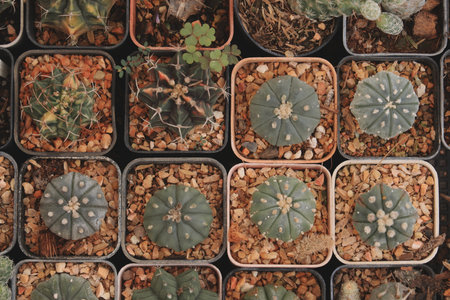 A Beautiful Assorted Cacti Arrangement Displayed in Elegant Planters for Home Decorの写真素材