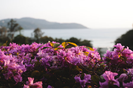 A Beautiful Blooming Bougainvillea Overlooking a Serene and Scenic Sea View Aheadの写真素材