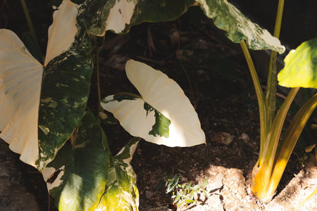 An intricate green tropical plant featuring unique and captivating leaf patterns and designsの写真素材