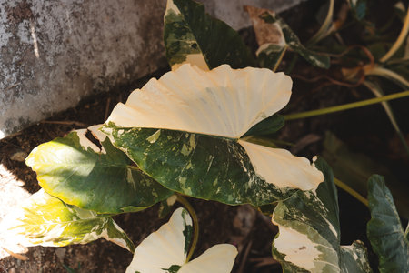 Lush and Vibrant Tropical Leaves Featuring Unique Variegated Patterns That Enrich Natureの写真素材