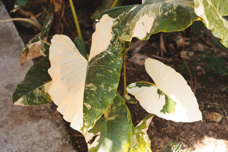 Discover the captivating beauty of unique variegated leaves found in the diversity of natureの写真素材