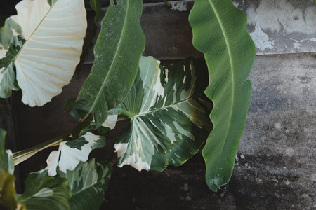 Lush, vibrant green leaves beautifully contrast against a dark, mysterious backgroundの写真素材