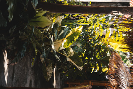 Lush Tropical Greenery Bathed in Natural Light That Enhances Its Beauty and Vibrancy