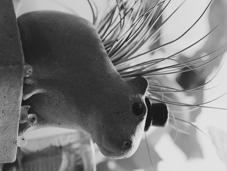 A stylized depiction of a charming porcupine in a fashionable hat, in black and white