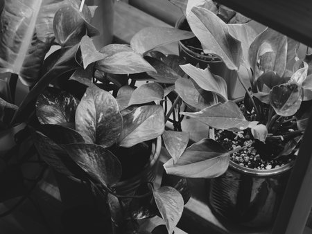 An Elegant Indoor Plant Arrangement in shades of Black and White that captivates the eyeの写真素材