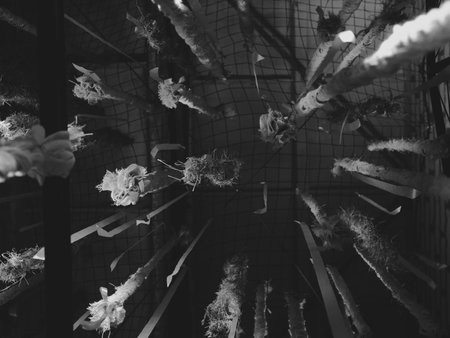 An Abstract View of Hanging Flowers Depicted in Monochrome, Emphasizing Unique Aesthetic Appealの写真素材
