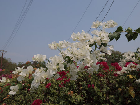 The Vibrant and Colorful Bougainvillea Blooms Perfectly Against a Beautiful Clear Skyの写真素材