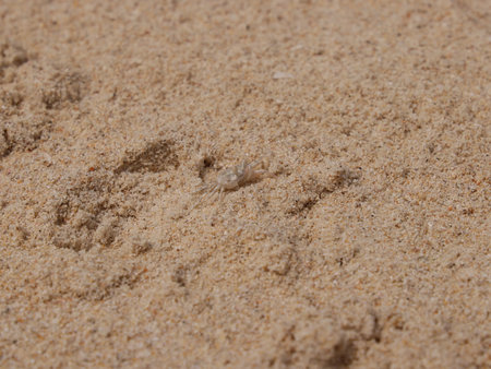 A CloseUp View of Fine Sand Featuring Unique Animal Tracks in a Serene Beach Landscapeの写真素材