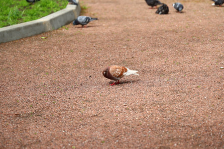 Pigeons are often seen foraging in the park, skillfully searching for tasty foodの写真素材