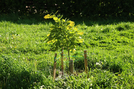 A young tree is flourishing wonderfully in a lush green field teeming with vibrant life all around
