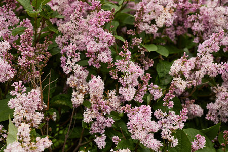 Experience the Beautiful Lilac Blooms Unfolding in a Springtime Garden Setting that Radiates Beauty
