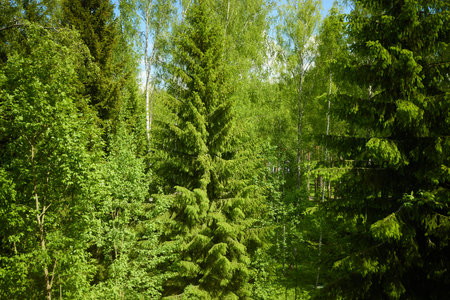 A Lush and Expansive Green Forest featuring Towering Trees and Vibrant Foliage All Around