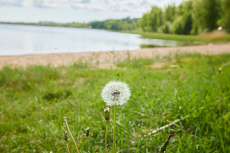 A stunning Dandelion flourishing by the peaceful Tranquil Lake on a beautiful Sunny Dayの写真素材