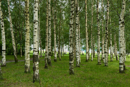 A Serene Birch Forest Surrounded by Lush Green Grass and Vibrant Flora and Fauna