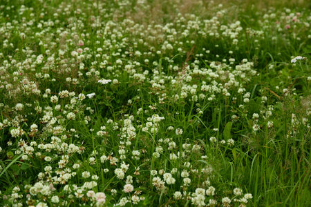 A Beautiful Lush Green Field Delicately Covered with White Clover Blossoms in Full Bloomの写真素材