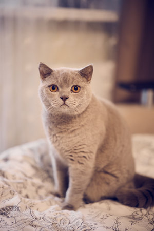 A Charming Gray Cat is Posing Elegantly on a Cozy Bed That Looks Very Inviting and Warm