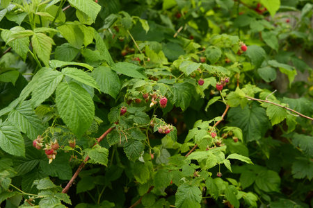 A Vibrant Raspberry Bush Loaded with Ripening Fruit, Perfect For Natural Gardens and Farms