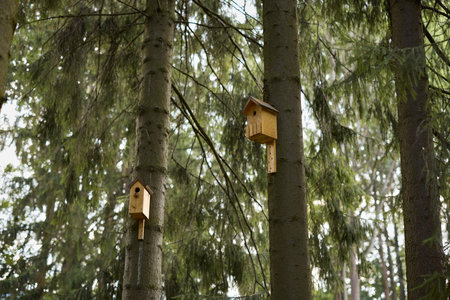 Beautifully Handcrafted Birdhouses Nestled in a Tranquil Forest Setting, Perfect for Nature Lovers
