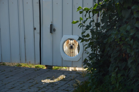 A curious dog can be seen playfully peeking through the pet door, full of joy and alertness