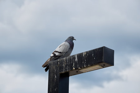 A pigeon is perched gracefully on a robust metal post against a moody, overcast skyの写真素材