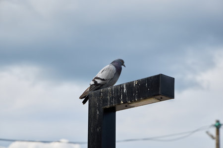 A solitary pigeon rests peacefully on a post against the backdrop of a cloudy sky aboveの写真素材