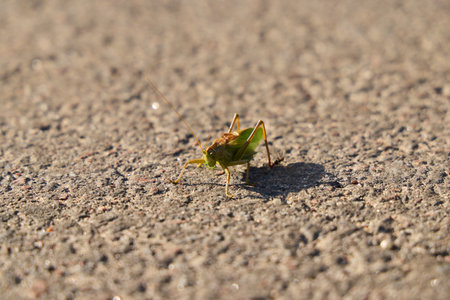 A detailed closeup image of a Cicada perched on a paved surface under natural light conditionsの写真素材