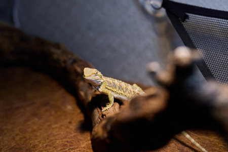 A Bearded Dragon is basking on a log in a vibrant terrarium environment