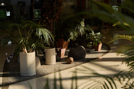 A Serene Indoor Plant Arrangement Enhanced by the Gentle Embrace of Natural Light