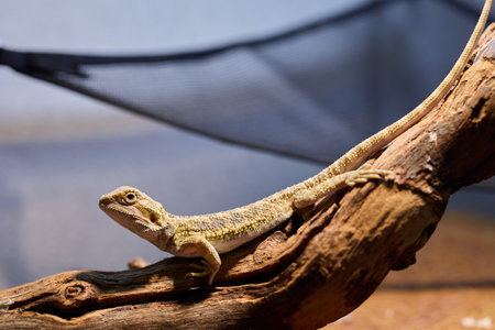 A Lizard Sitting Comfortably on a Branch in Its Natural Habitat Outdoorsの写真素材