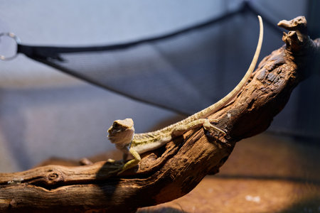 A lizard resting on a piece of driftwood within a beautifully designed terrarium habitatの写真素材
