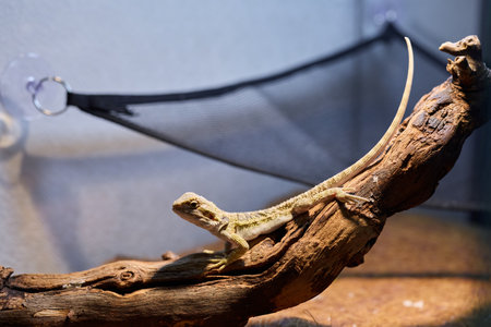 A Lizard Resting Comfortably on a Branch Inside a Beautifully Designed Terrarium Enclosureの写真素材