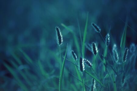Close up of grass blades in backlit at sunset, photo in a blue tone that resembles the moonlight