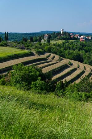 Beautiful rural landscape from Istria / Croatia, with fields and green grass in the foreground, and with the picturesque old town Oprtalj and blue sky in the background; vertical travel photographyの写真素材