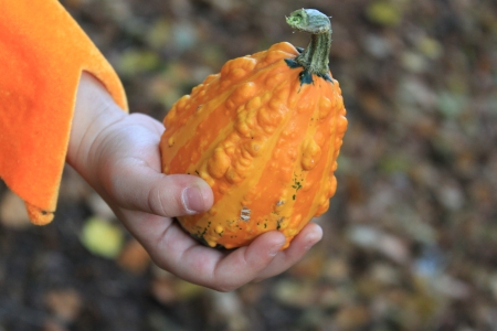 Child hand holding small orange pumpkin の写真素材