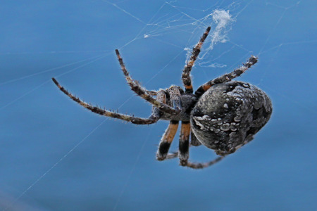 Cross spider - Araneus diadematus の写真素材