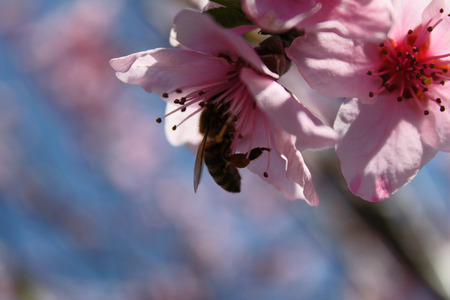 Pink peach blossom with a bee in the garden