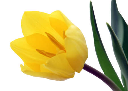 Beautiful yellow tulip green stem in bloom on white backgroundの写真素材