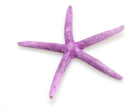 Purple starfish from the ocean on white backgroundの写真素材