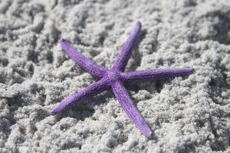 Purple starfish from the ocean on sandy beachの写真素材